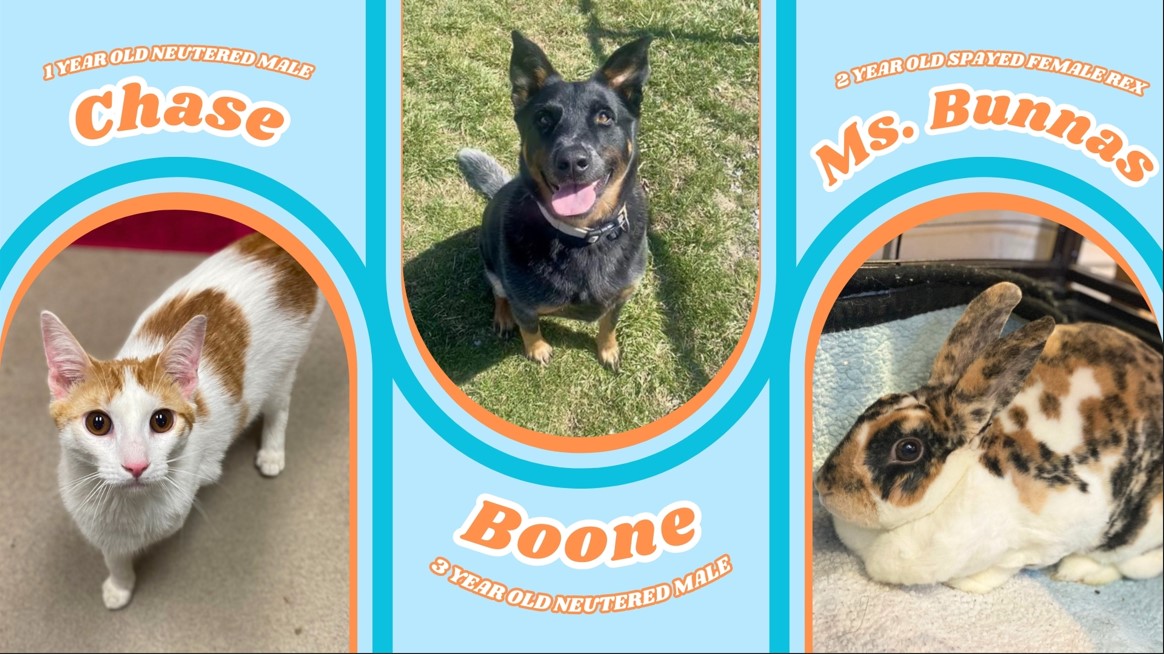 Adopted Animals 4.2