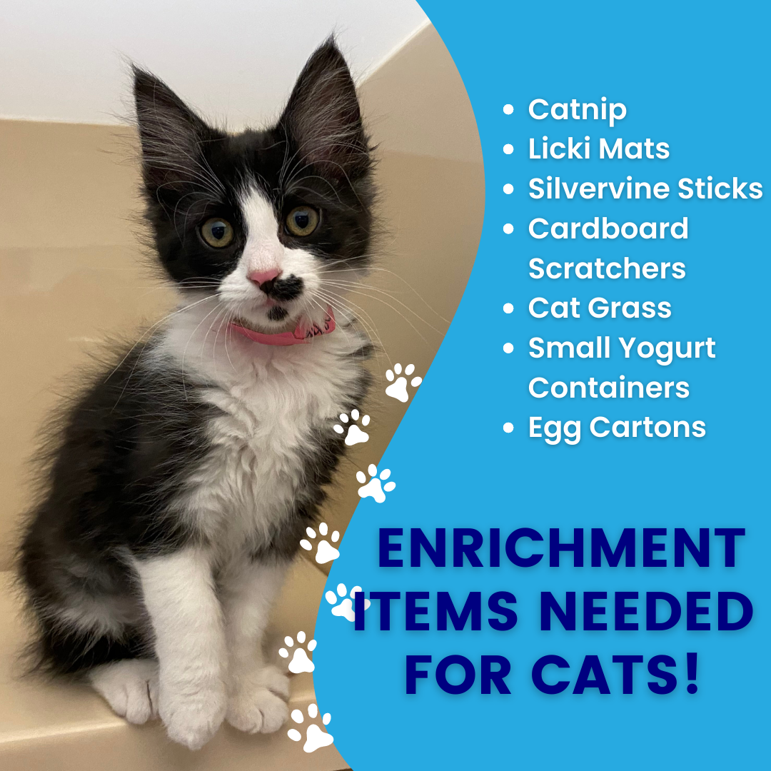 CAT ENRICHMENT ITEMS NEEDED