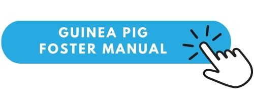 guinea pig manual