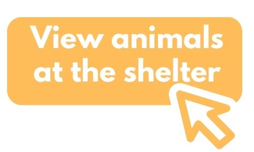 view animals at shelter