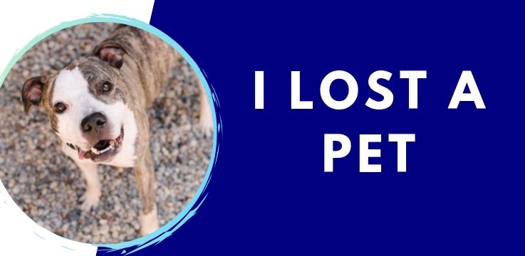 lost pet