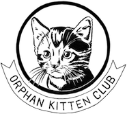 orphan kitten club