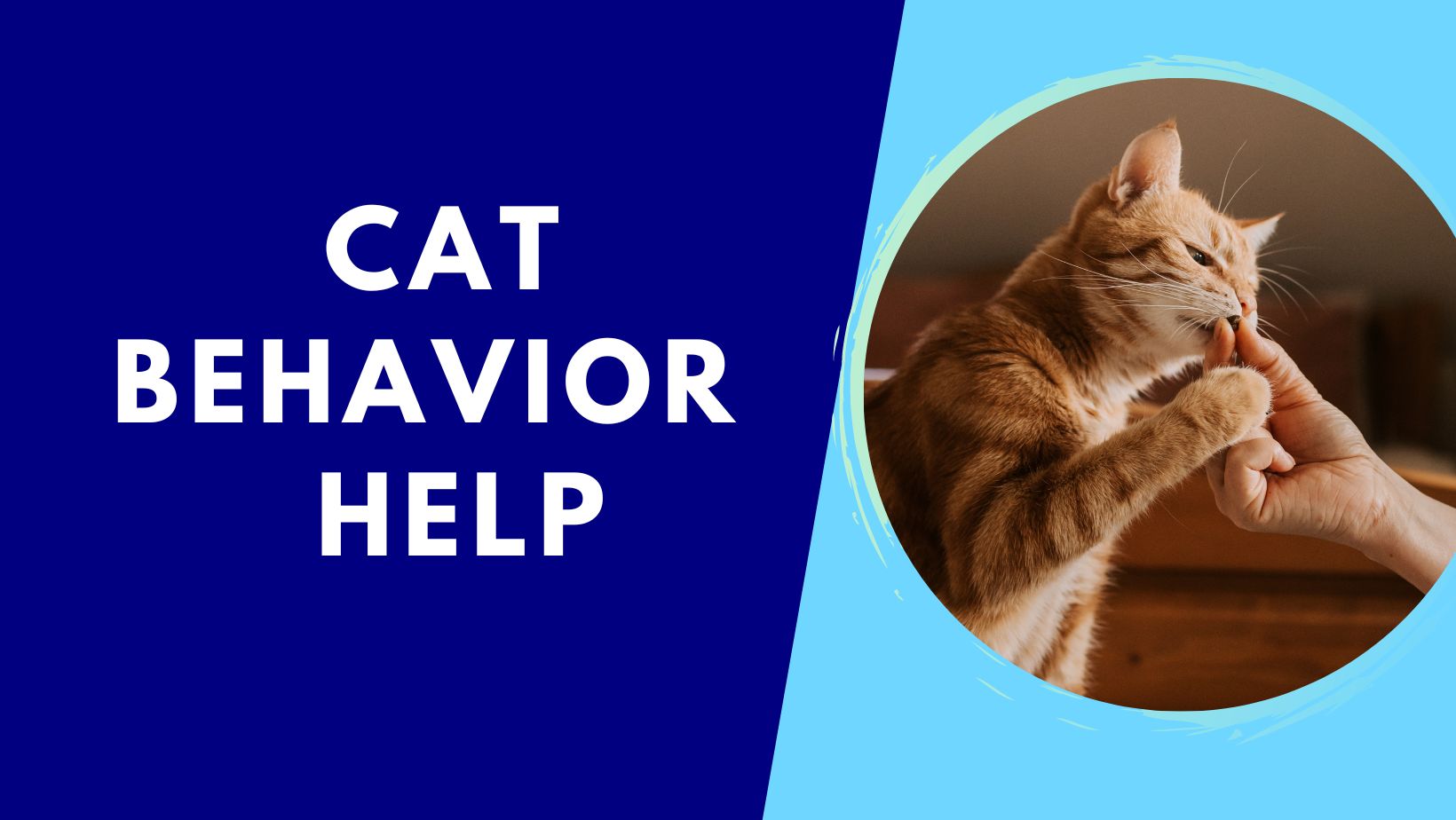 Cat Bahvior help