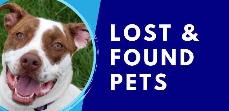 lost and found pets